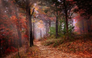 Картинка туман, цвет, природа, тропинка, листва, осень, деревья, Лес