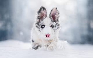 Картинка зима, природа, бег, снегопад, взгляд, иней, австралийская овчарка, прогулка, нос, снег, портрет, собака, сугробы, щенок, светлый, морда