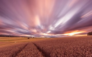 Картинка поле, урожай, закат, вечер, пшеница