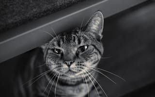 Картинка кот, черно-белое, полосатый, усы, морда, кошка, взгляд