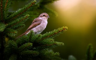 Обои природа, птица, дерево