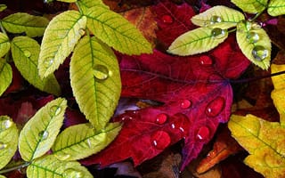 Картинка капли, осень, листья
