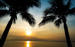 Картинка море, пляж, beautiful, sea, силуэт, закат, seascape, берег, summer, beach, palms, paradise, tropical, пальмы, лето, sunset