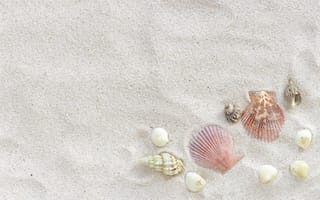 Обои песок, sea, sand, beach, пляж, summer, лето, ракушки, seashells, marine