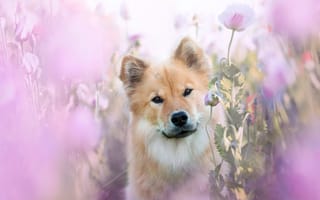 Картинка лето, маки, цветы, розовый, светлый, розовые, пёс, морда, красавчик, размытие, портрет, пёсик, собака, взгляд, бежевый, пес