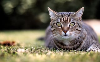 Картинка кошка, трава, природа, кот, взгляд, серый, морда