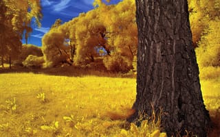 Картинка небо, трава, осень, деревья