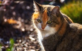 Картинка кошка, взгляд, пестрая, боке, пятнистая, морда, рыжая, портрет