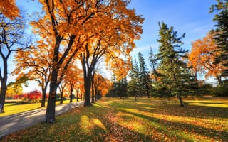 Картинка небо, парк, аллея, тень, трава, осень, деревья