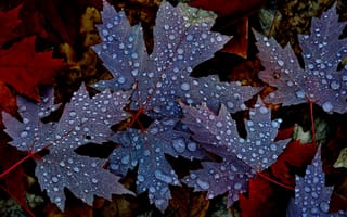 Картинка листья, осень, вода, клен, роса, капли, природа