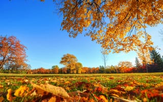 Картинка небо, листья, деревья, парк, трава, осень