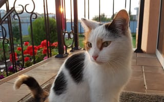 Картинка кошка, белый, природа, кот, закат, трава