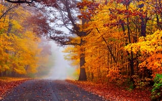 Картинка nature, листья, park, road, парк, природа, деревья, дорога, walk, path, осень, autumn, лес, leaves, forest, fall, colors, colorful, trees