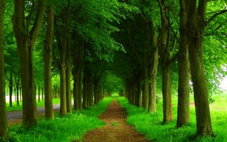 Обои nature, spring, парк, forest, park, дорога, trees, path, деревья, весна, walk, road, лес, природа