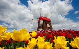 Картинка природа, тюльпаны, весна, цветы, облака, clouds, sky, ветряная мельница, небо, nature, flowers, spring, windmill, tulips