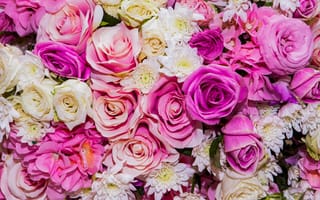 Картинка цветы, розы, colorful, розовые, бутоны, белые, white