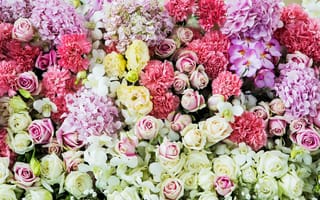 Картинка цветы, белые, розовые, бутоны, white, colorful, розы