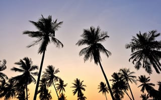 Картинка пляж, небо, sky, крона, tropical, sunset, palms, пальмы, закат, beach