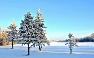 Обои небо, деревья, ель, зима, снег