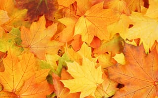 Картинка яркие краски, увядание, осень, листья