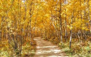Обои лес, дорога, листья, осень, деревья