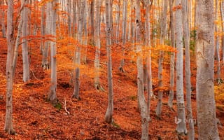 Картинка природный парк Дехеса де Монкайо, склон, осень, Испания, листья, осина, Сарагоса, деревья