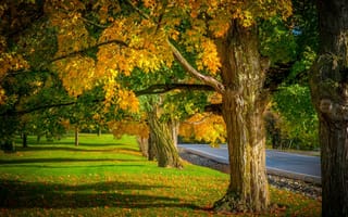 Картинка fall, природа, walk, autumn, path, дорога, trees, осень, nature, leaves, colorful, листья, road, colors