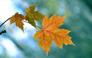Картинка листья, природа, клен, осень, ветка