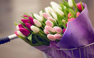 Картинка flowers, тюльпаны, bike, букет, tulips, велосипед, bouquet, drops, цветы, капли