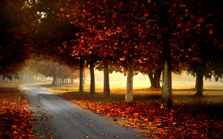 Картинка nature, природа, листья, park, colors, деревья, path, fall, осень, trees, walk, autumn, leaves, дорога, forest, лес, road, парк, colorful