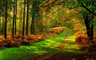 Картинка walk, forest, fall, trees, листья, park, осень, autumn, colors, colorful, природа, road, nature, лес, деревья, path, leaves, дорога, парк