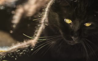 Картинка кот, черный, взгляд