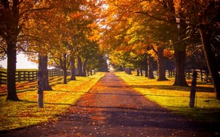 Обои nature, парк, walk, природа, road, leaves, trees, colorful, fall, листья, дорога, осень, лес, forest, path, park, colors, деревья, autumn