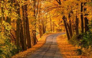 Картинка fall, colors, лес, walk, деревья, trees, forest, парк, autumn, осень, leaves, листья, nature, path, road, park, природа, colorful, дорога