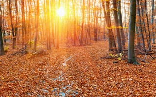 Картинка лес, лучи солнца, желтые, листья, осень, деревья, листва