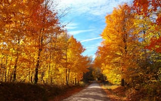 Картинка осень, солнце, деревья, голубое, листья, небо, желтые, лес, дорога