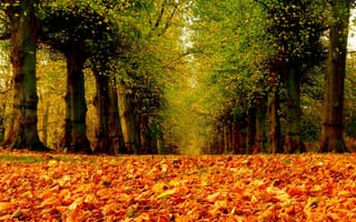 Картинка nature, листья, path, road, park, walk, парк, дорога, fall, деревья, leaves, autumn, trees, colors, осень, лес, colorful, forest, природа