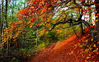 Обои nature, листья, colorful, лес, walk, trees, деревья, природа, colors, leaves, осень, fall, парк, park, autumn, forest, path, дорога, road