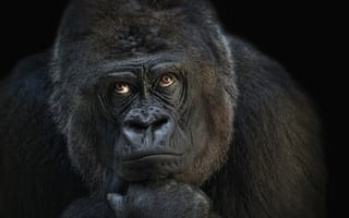 Картинка горилла, обезьяна, мыслитель