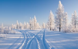 Картинка деревья, снег, зима, природа