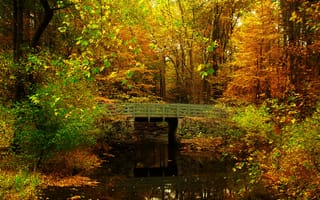 Картинка лес, осень, листья, парк, мост, пруд, деревья