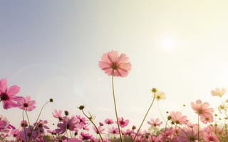 Картинка поле, лето, луг, солнце, небо, colorful, цветы, закат