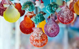 Обои colorful, marine, ракушки, seashells