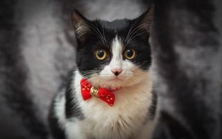 Картинка кошка, кот, черно-белое, портрет