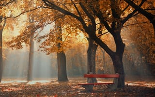 Картинка парк, осень, туман, утро