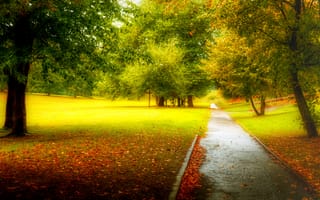 Обои nature, walk, path, осень, листья, park, leaves, лес, autumn, trees, colorful, дорога, fall, парк, деревья, road, forest, colors, природа