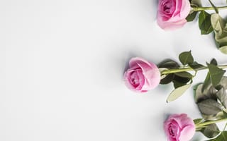 Картинка розы, розовые, flowers, roses, pink, бутоны