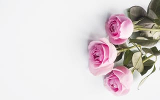 Картинка розы, розовые, pink, бутоны, flowers, roses