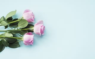 Картинка розы, розовые, pink, бутоны, flowers, roses