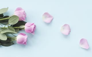 Картинка розы, лепестки, бутоны, flowers, розовые, pink, petals, roses